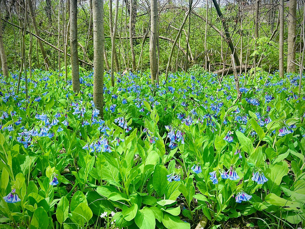 Ryan Bliss (𝐷𝑖𝑔𝑖𝑡𝑎𝑙 𝐵𝑙𝑎𝑠𝑝ℎ𝑒𝑚𝑦) tweet media