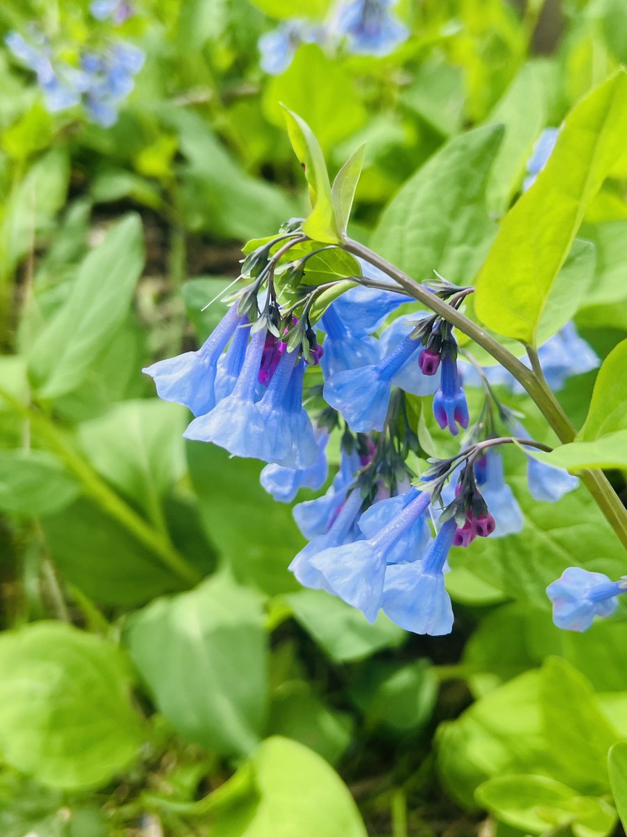 Ryan Bliss (𝐷𝑖𝑔𝑖𝑡𝑎𝑙 𝐵𝑙𝑎𝑠𝑝ℎ𝑒𝑚𝑦) tweet media