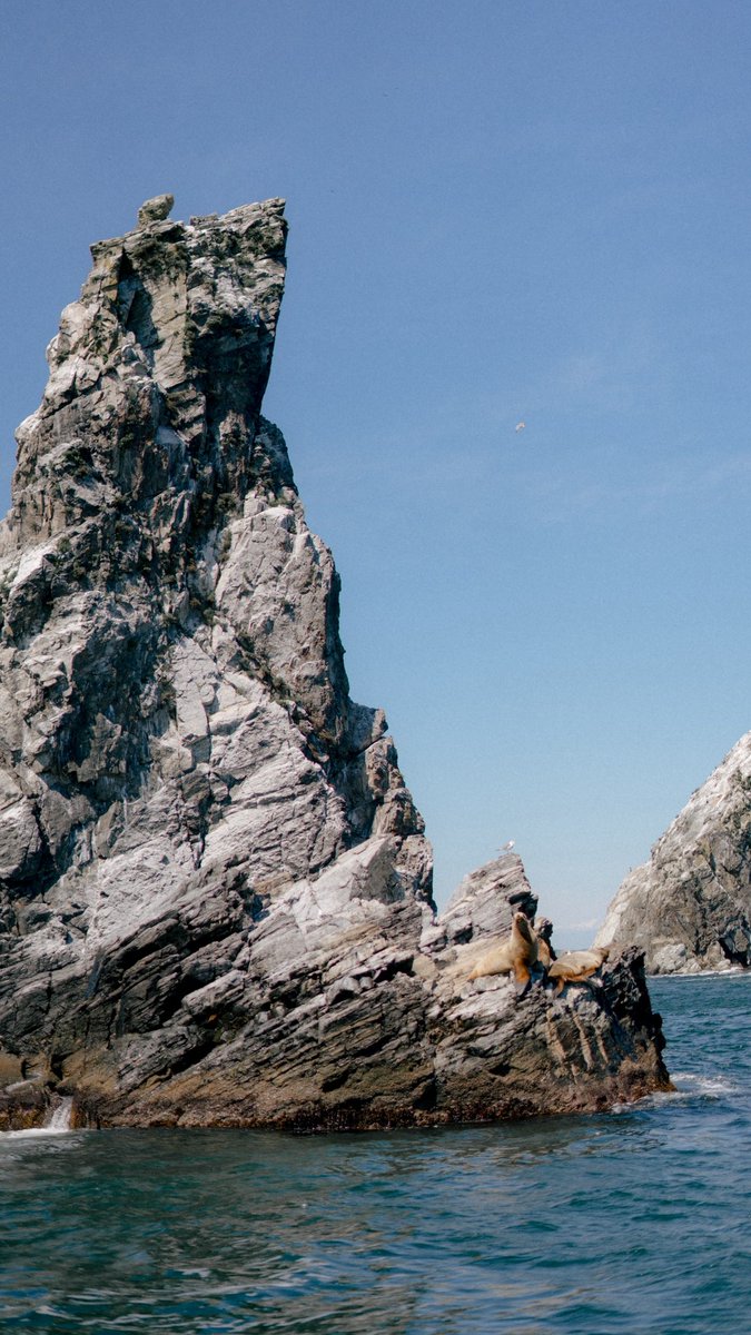 Шкипер Кек tweet media