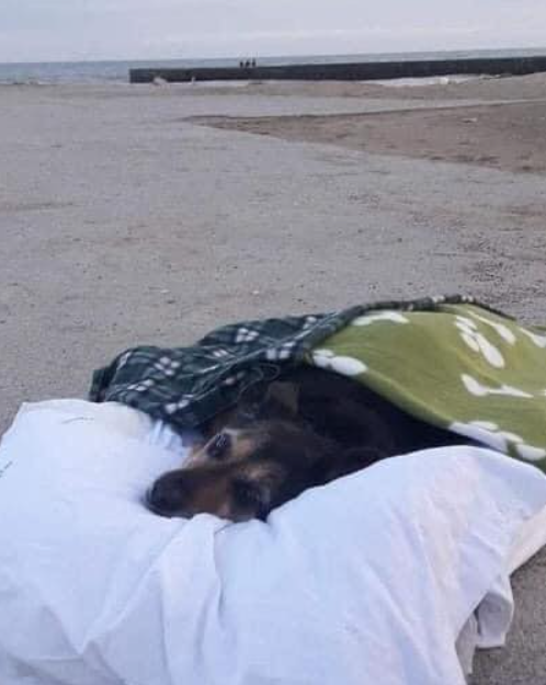 BestinDogs's tweet photo. Farewell in love
.
This dog, named Greta, had arrived at the last day of her life at the age of 15 years and ended with a serious illness. The owner took them to the place where they both were happiest together. Her favorite beach. In her last hour, he caressed her fur and gently talked to her, told about her adventures together and how much he loved her, he did not leave her alone until her last breath on this world. This is how loyalty goes to a beloved animal until the end. ❤