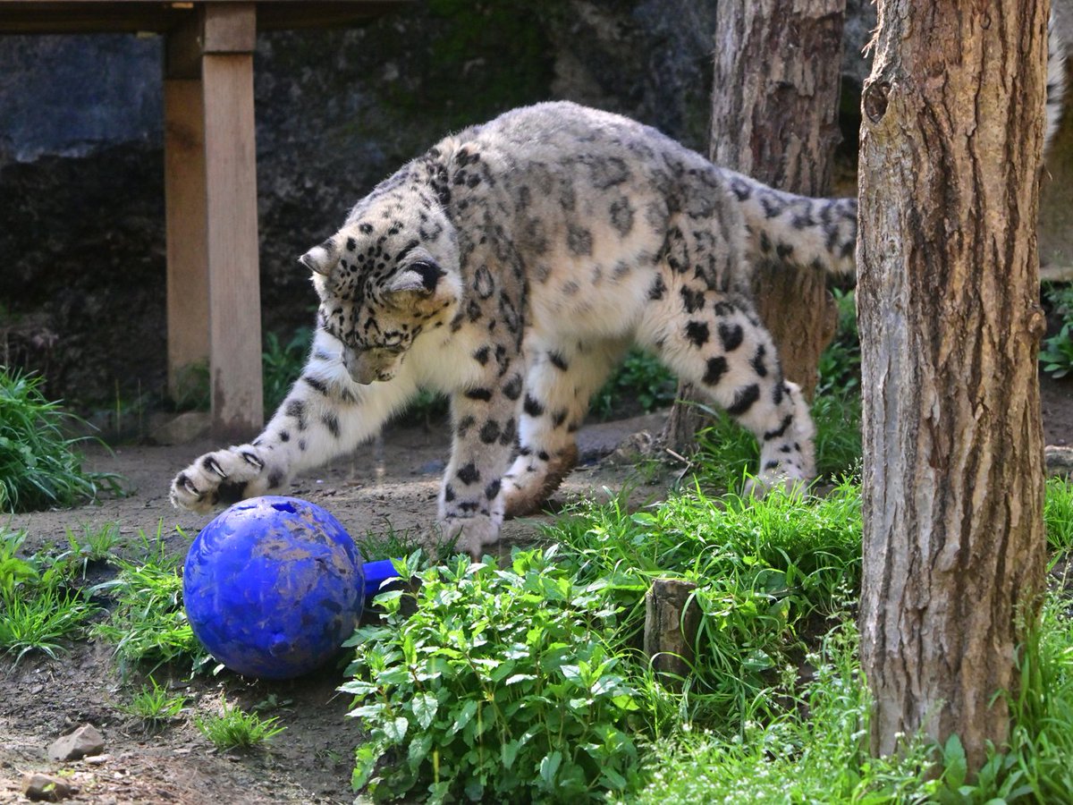 nekooyaji tweet media