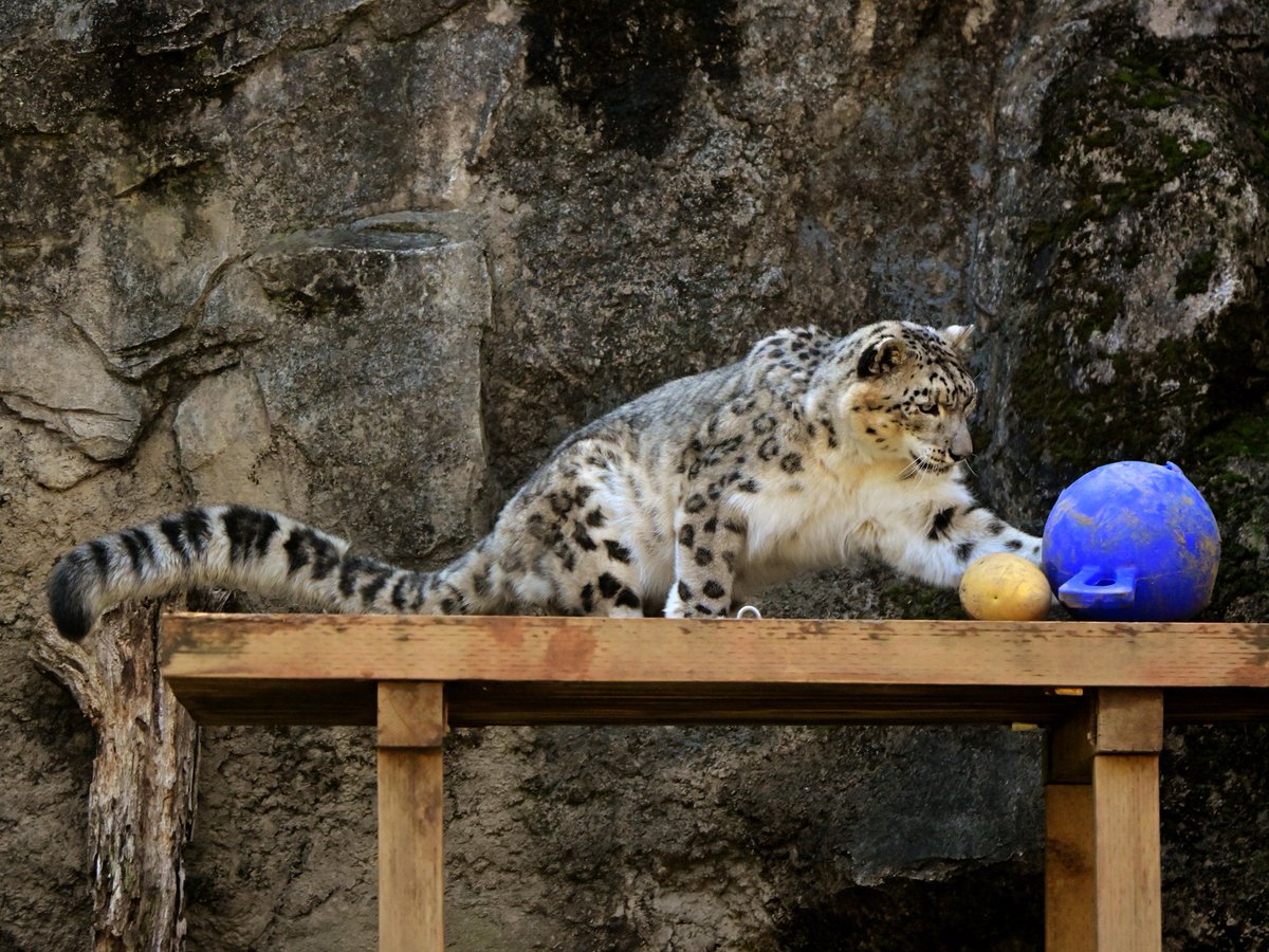 nekooyaji tweet media