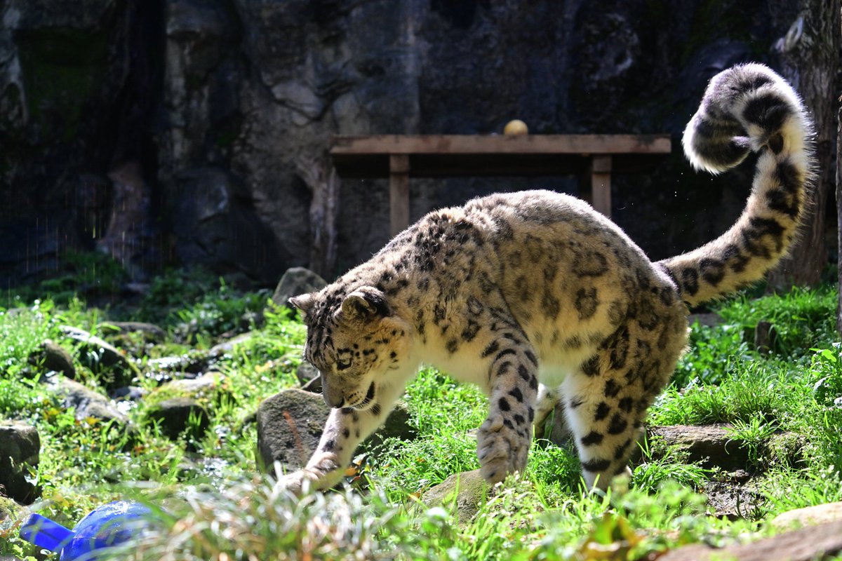 nekooyaji tweet media