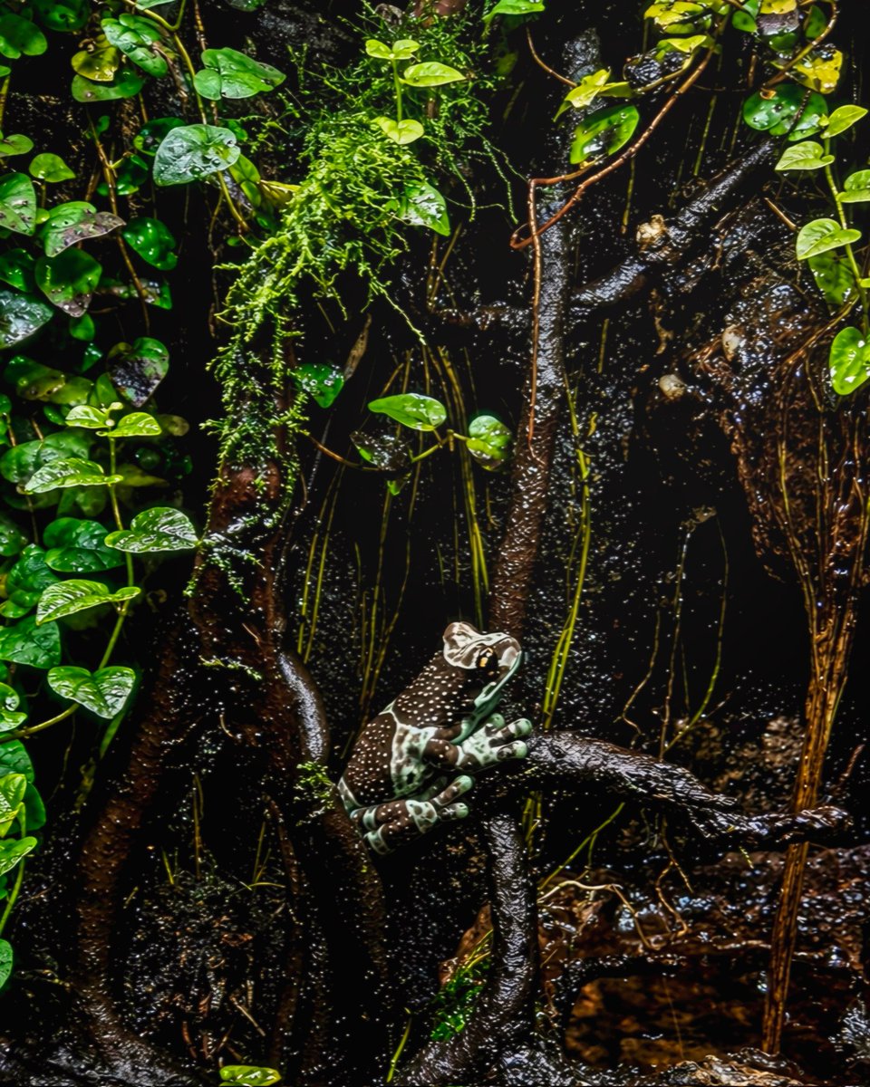 Simon_SS1993's tweet photo. The silent elegance of the Amazon Milk Frog (Trachycephalus resinifictrix). 

#Frog #MilkFrog #Amphibian #Herpetology #NaturePhotography https://t.co/oZqAD5jIGX