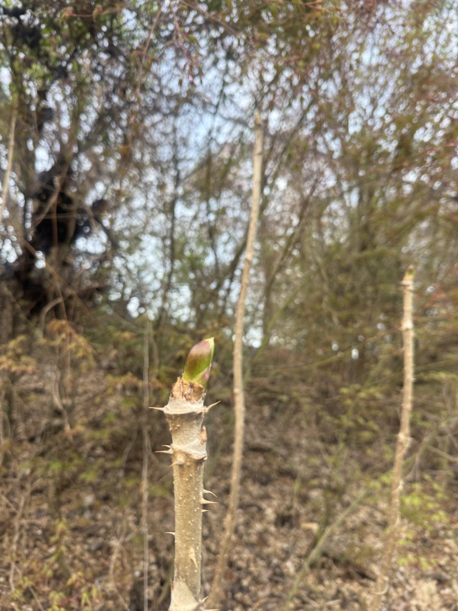 土地家屋調査士平泉規の日常 tweet media