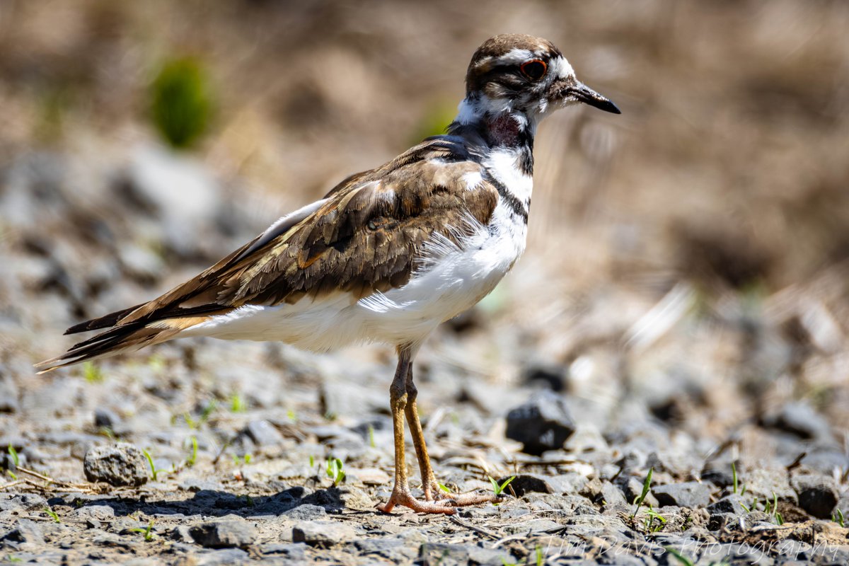 TimDavisPhoto's tweet photo. This adult Killdeer has a wound on it's neck from something. I imagine it is from trying to protect the chicks they have running around. https://t.co/Q3tL9okxi3