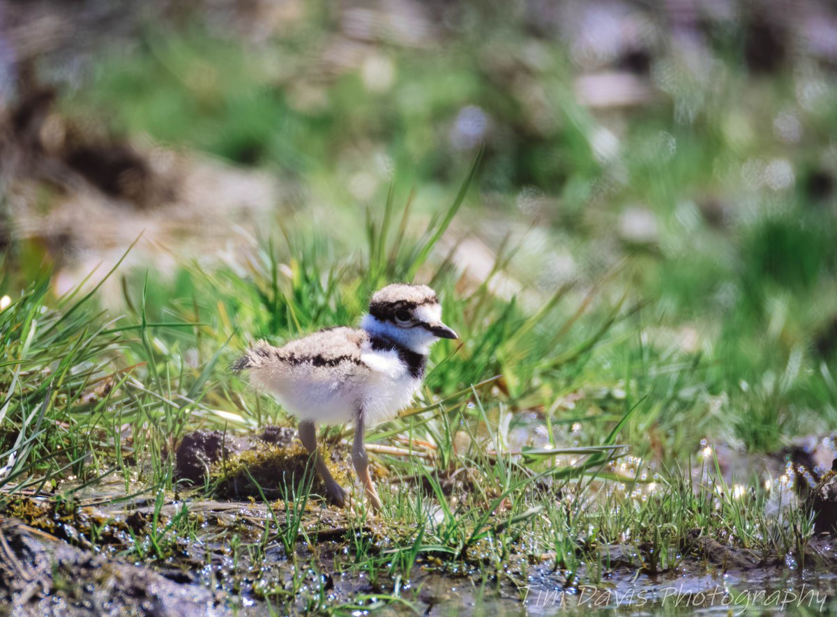 TimDavisPhoto's tweet photo. This adult Killdeer has a wound on it's neck from something. I imagine it is from trying to protect the chicks they have running around. https://t.co/Q3tL9okxi3