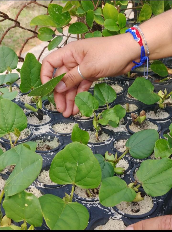 La #crisisclimática no nos afecta a todas las personas por igual.
Las mujeres y las niñas enfrentan mayores riesgos y barreras. Empoderar a las mujeres y garantizar su participación es necesario.
#EmpoderamientoFemenino
#UnaSolaTierra
#CambioClimático