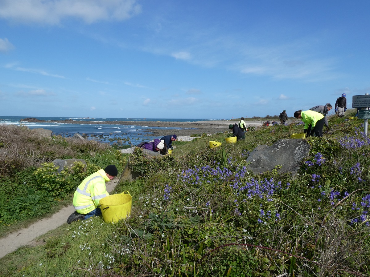 Guernsey Conservation Volunteers tweet media
