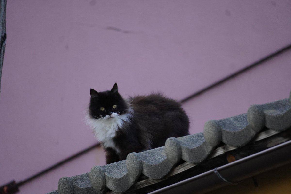 田代島猫散歩2 tweet media