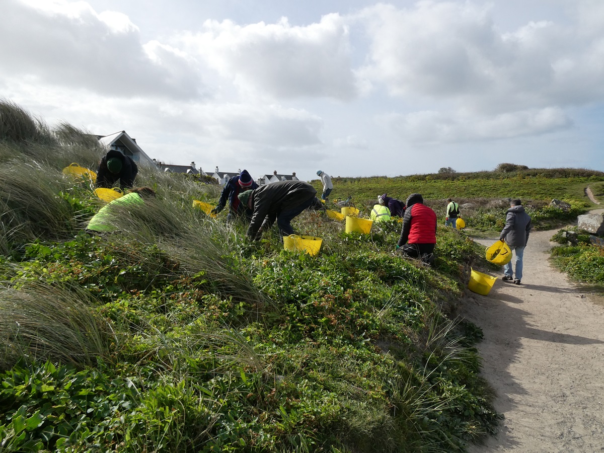 Guernsey Conservation Volunteers tweet media