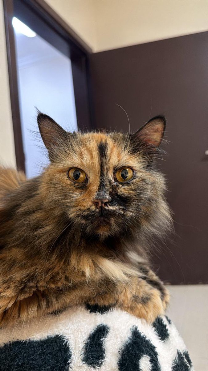 بيت الرحمة tweet media