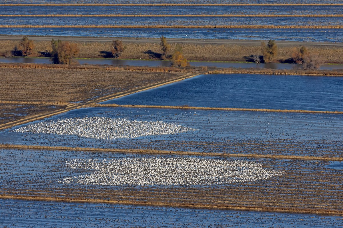 CA Rice Commission tweet media