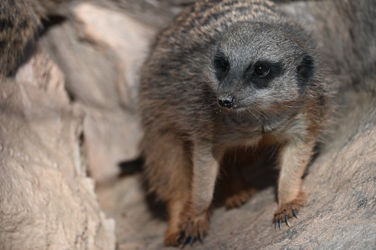 Meerkat daily #515