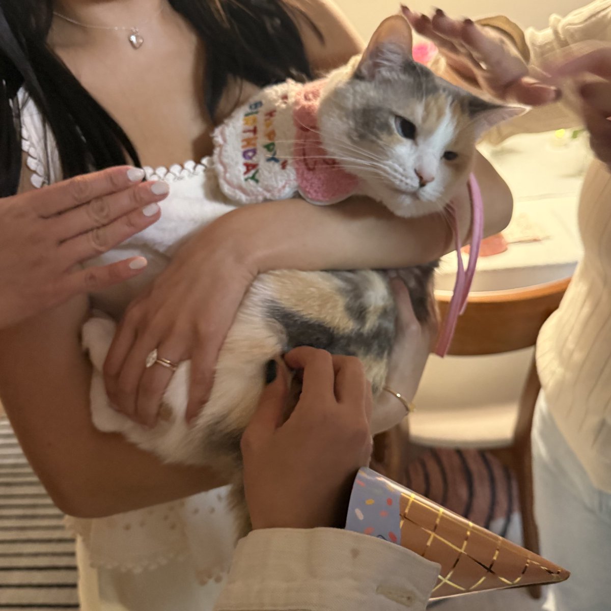 Panko A. Cat’s Mom tweet media