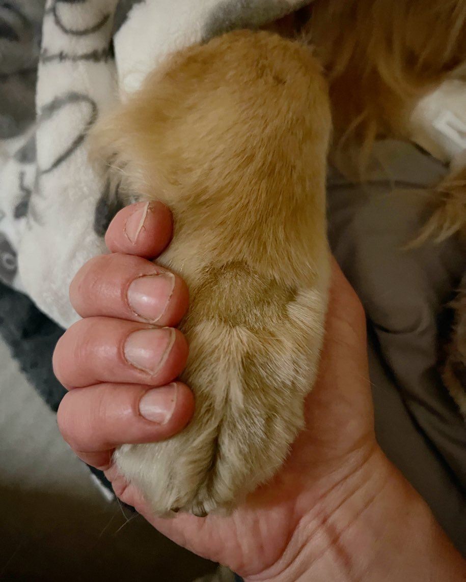 Dash & Chase 🐾 tweet media