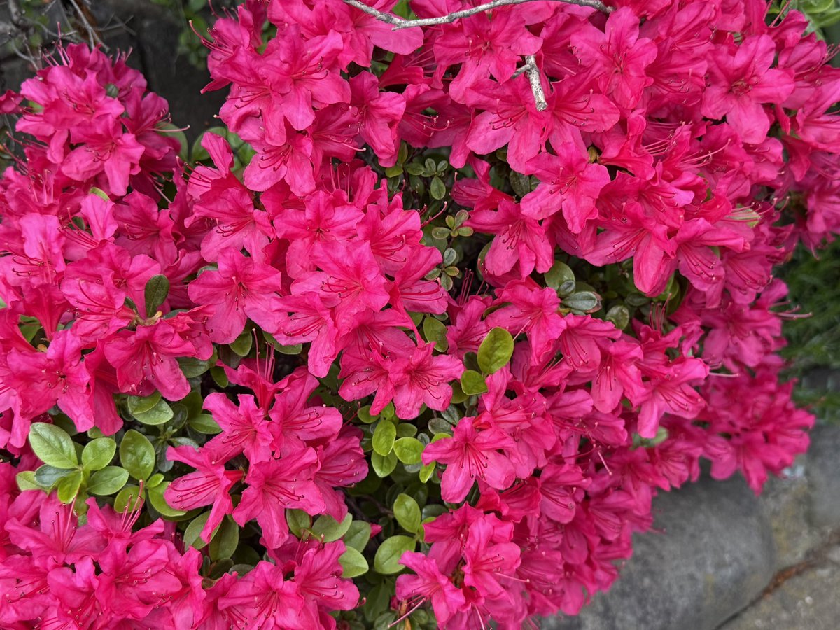 急に初夏のような陽気になって、色んな花が一斉に咲き始めた感じ。夏に向かう、という雰囲気がウキウキするねー。さ、仕事行きましょ。