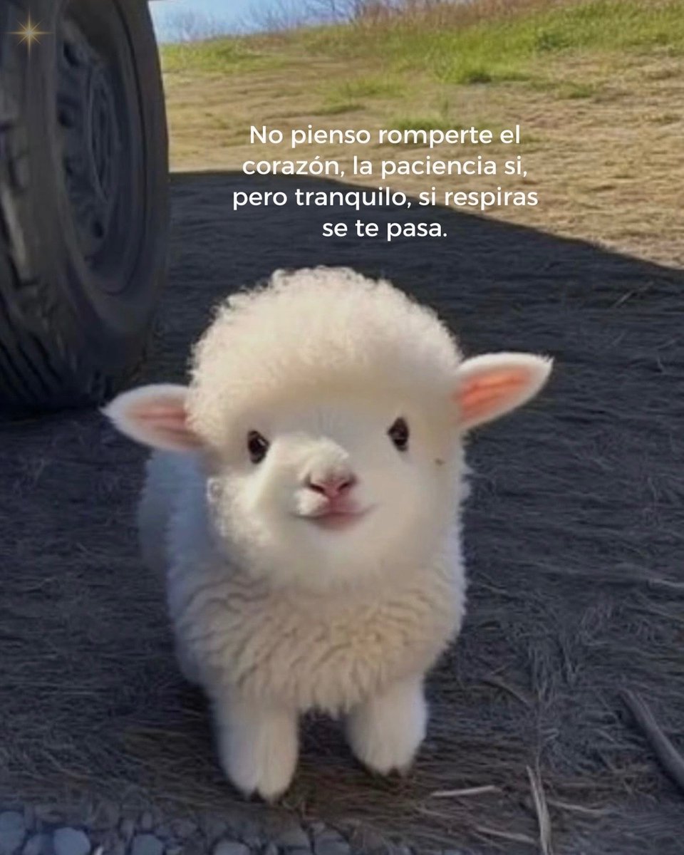 Mundo de Bigotes tweet media