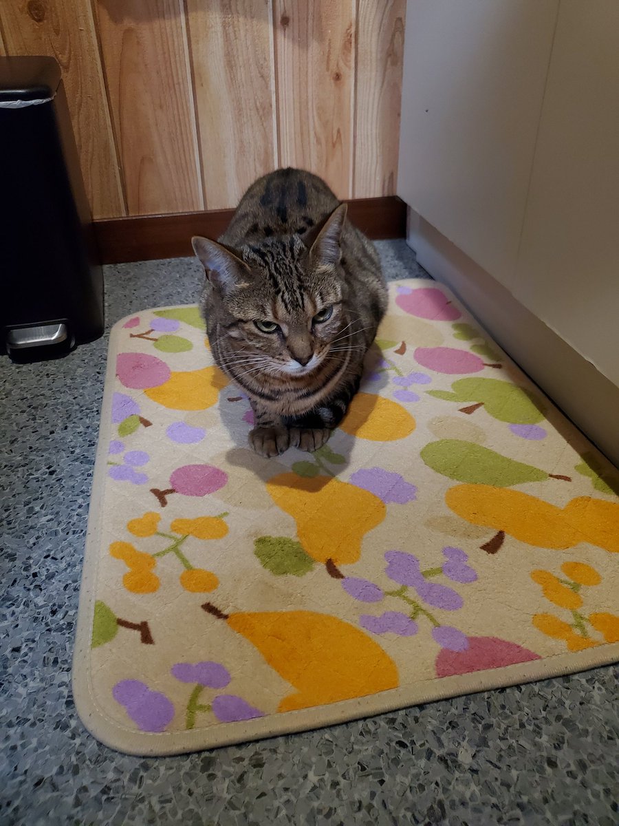 レイパパ/かながわLP330@7K2BPT tweet media