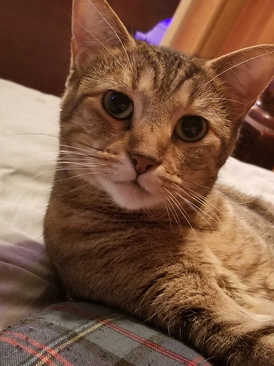 OviktigP's tweet photo. @catsareblessing That looks like my Dasie! https://t.co/Led8TDJbvZ
