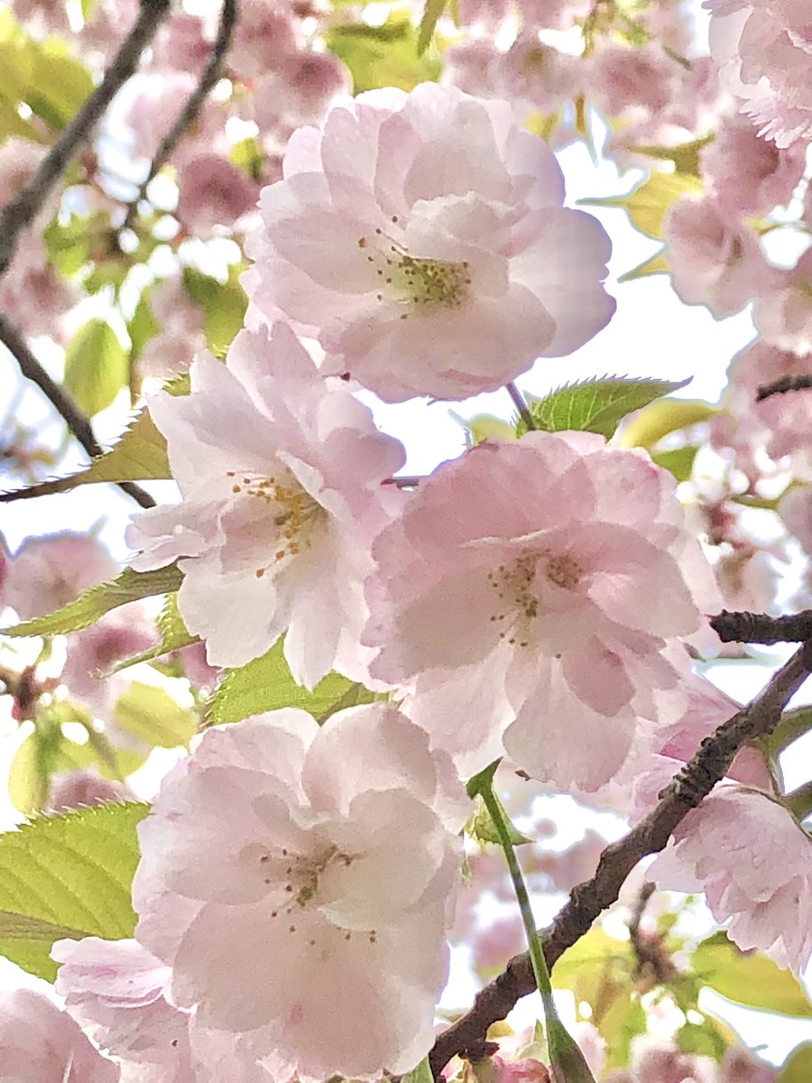 はっちゃん tweet media