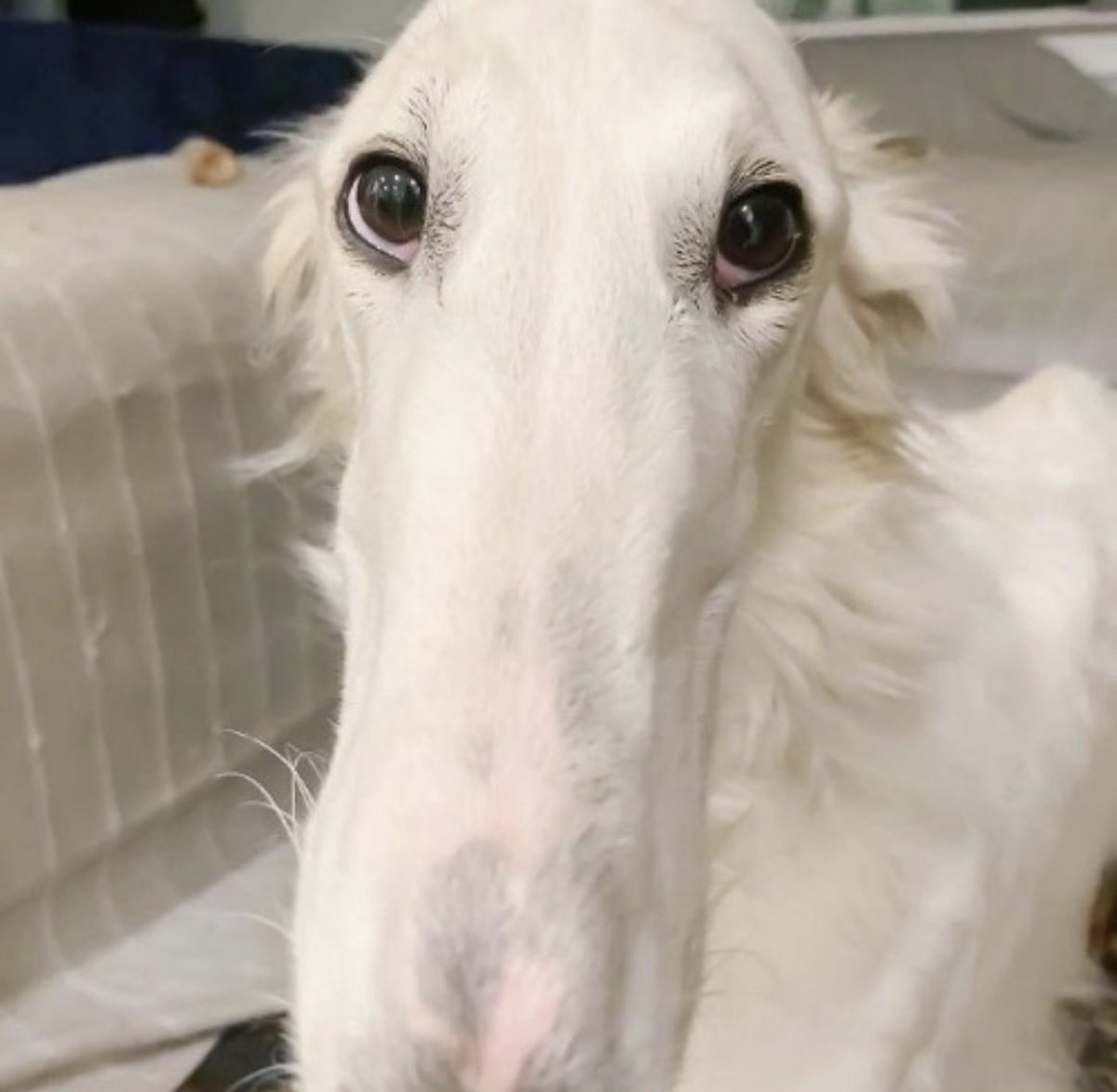 neon genesis evangEllieon tweet media