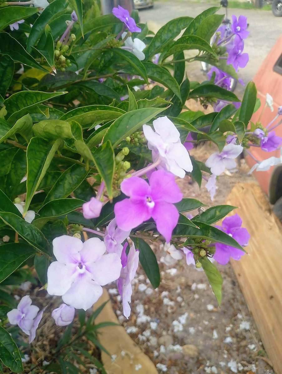 Felrisk Salas tweet media