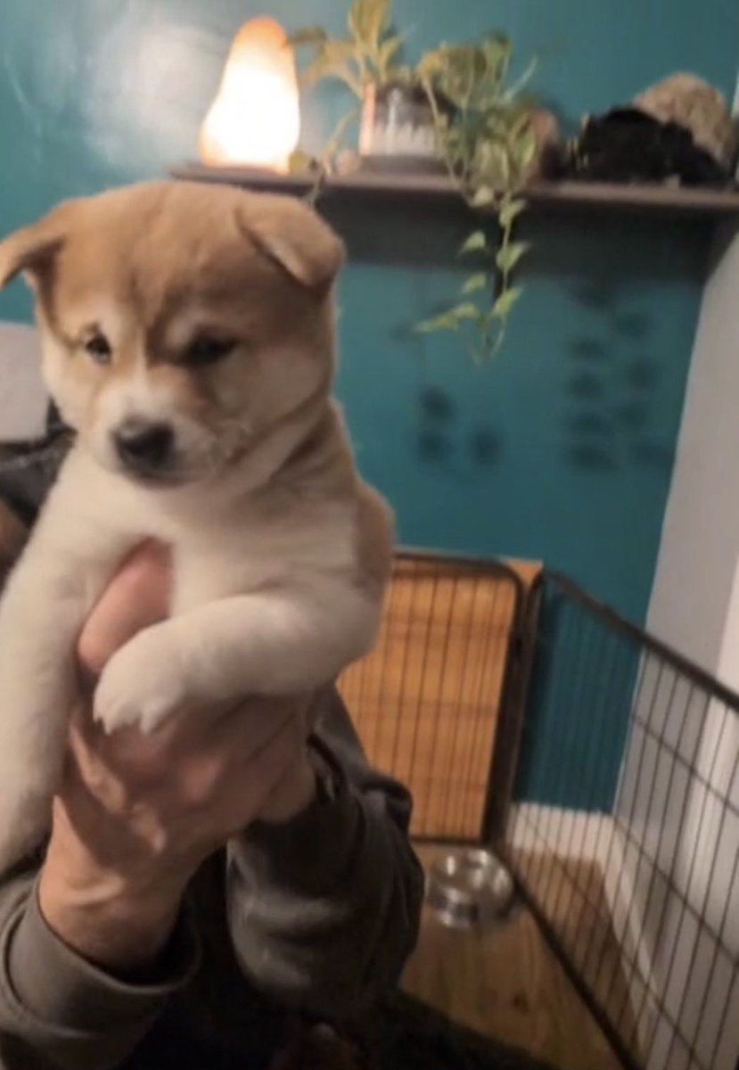 Foster the $DOG ᛤ 💜 Kraken 🐙 tweet media