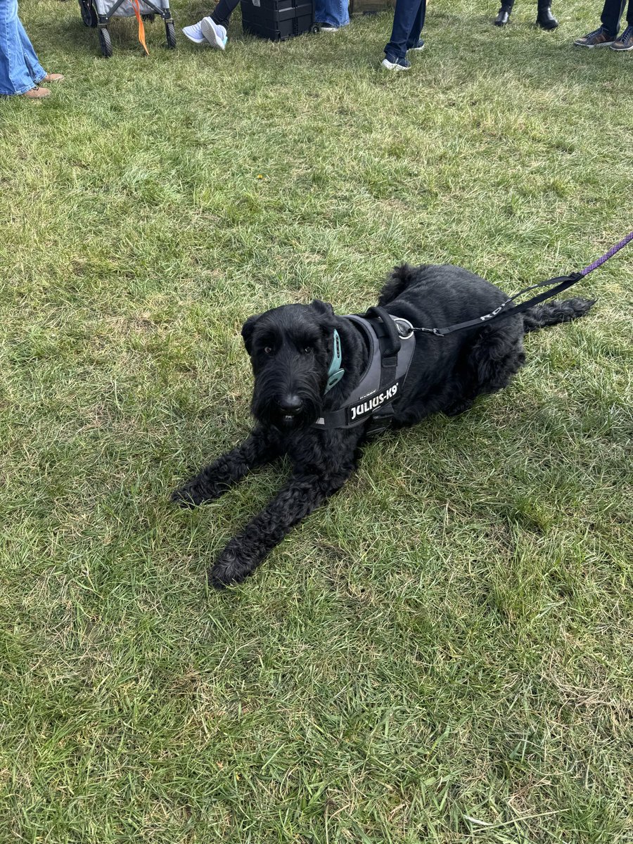 Coco & Skippy Mini Schnauzers tweet media