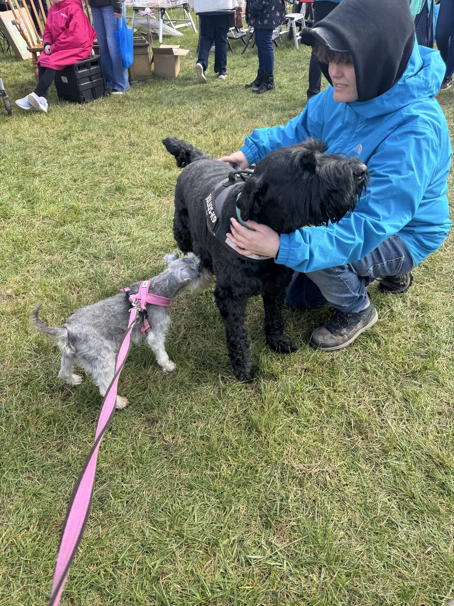 Coco & Skippy Mini Schnauzers tweet media