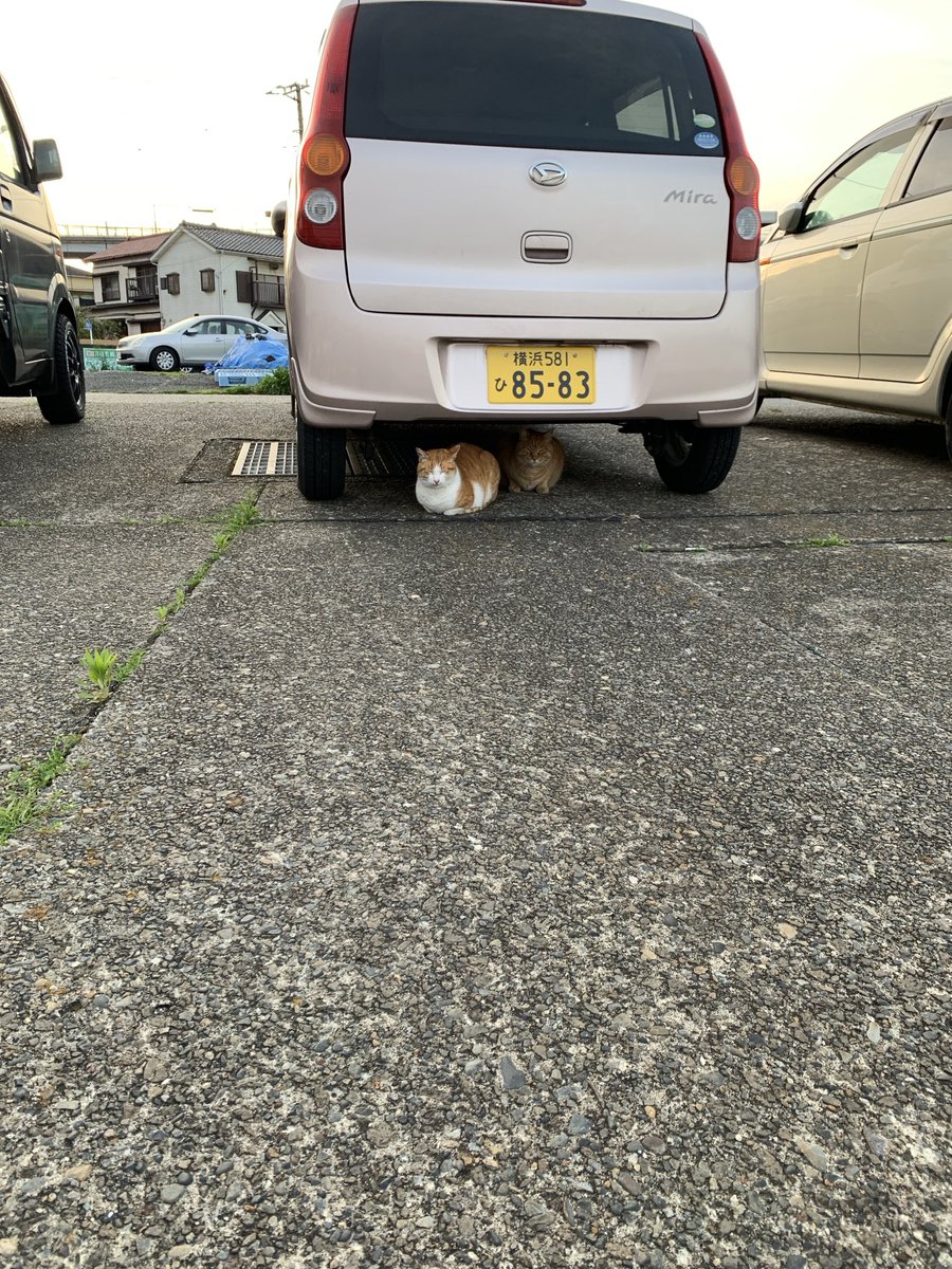 魚を貰いにやって来たと思いきや寝始めました。w