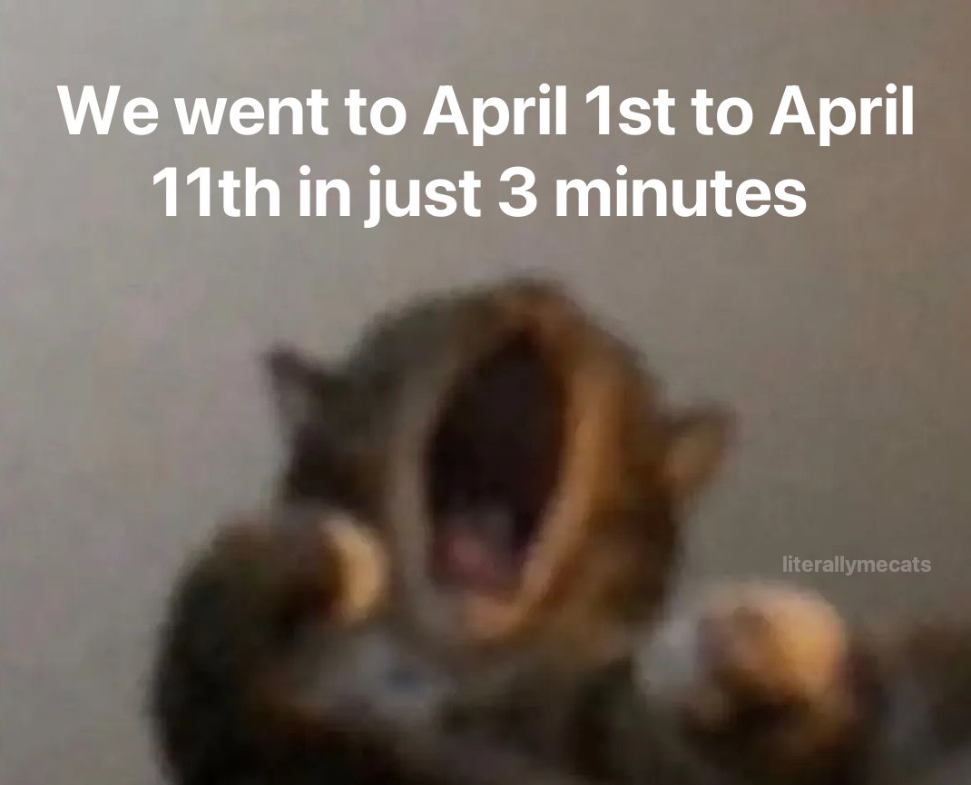 LiterallyMeCats tweet media