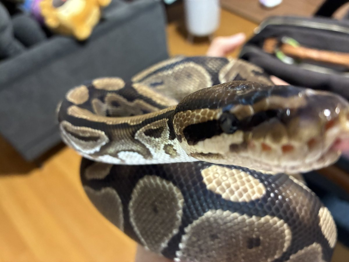ayjms99's tweet photo. コウレプ行くよ〜ん
 #コウレプ https://t.co/O14UW8LNfM