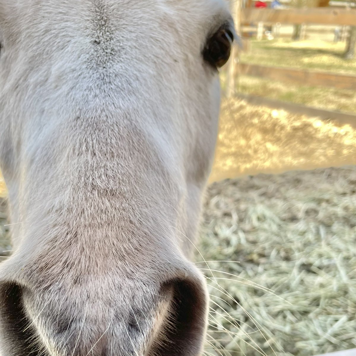 べんてんちゃん tweet media