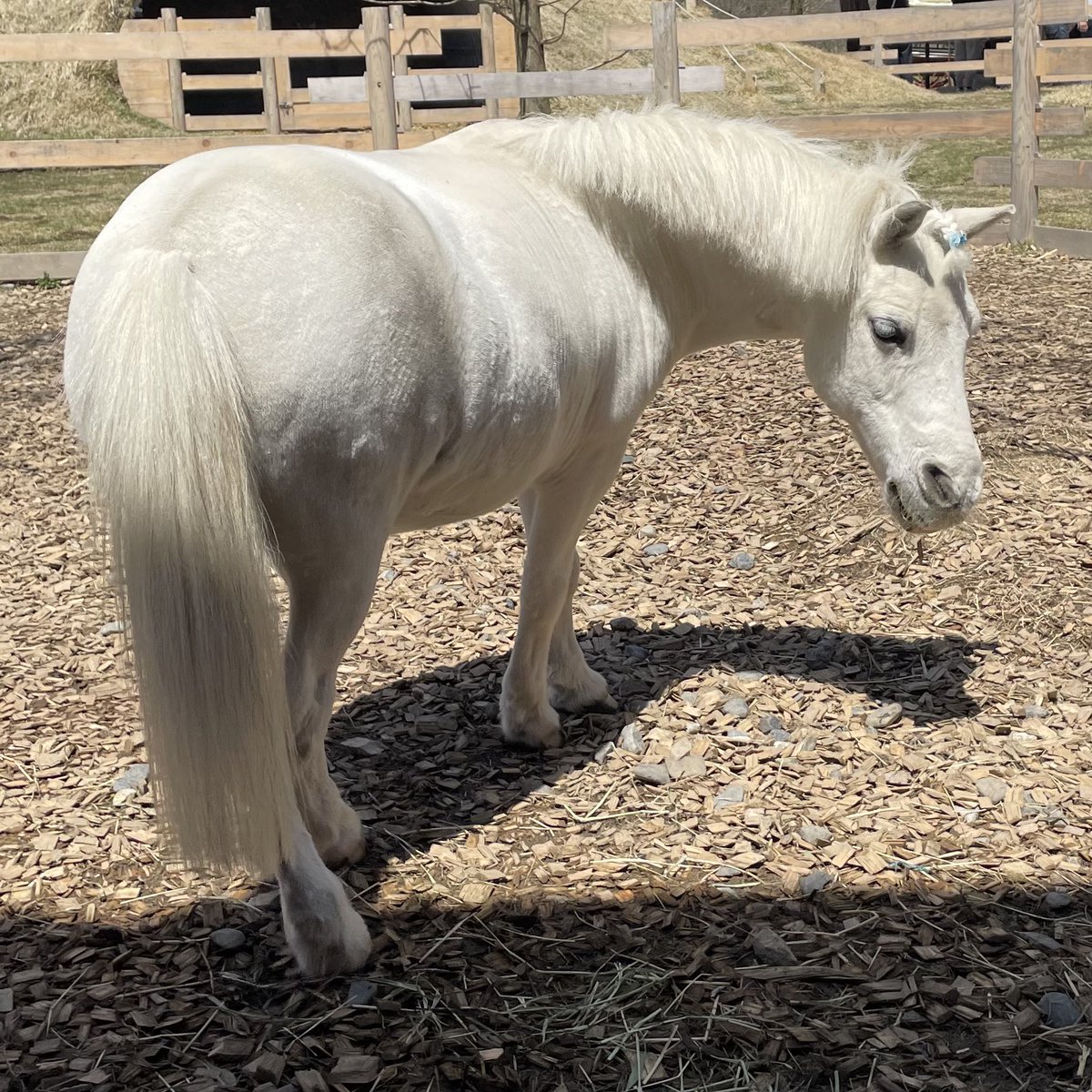 べんてんちゃん tweet media