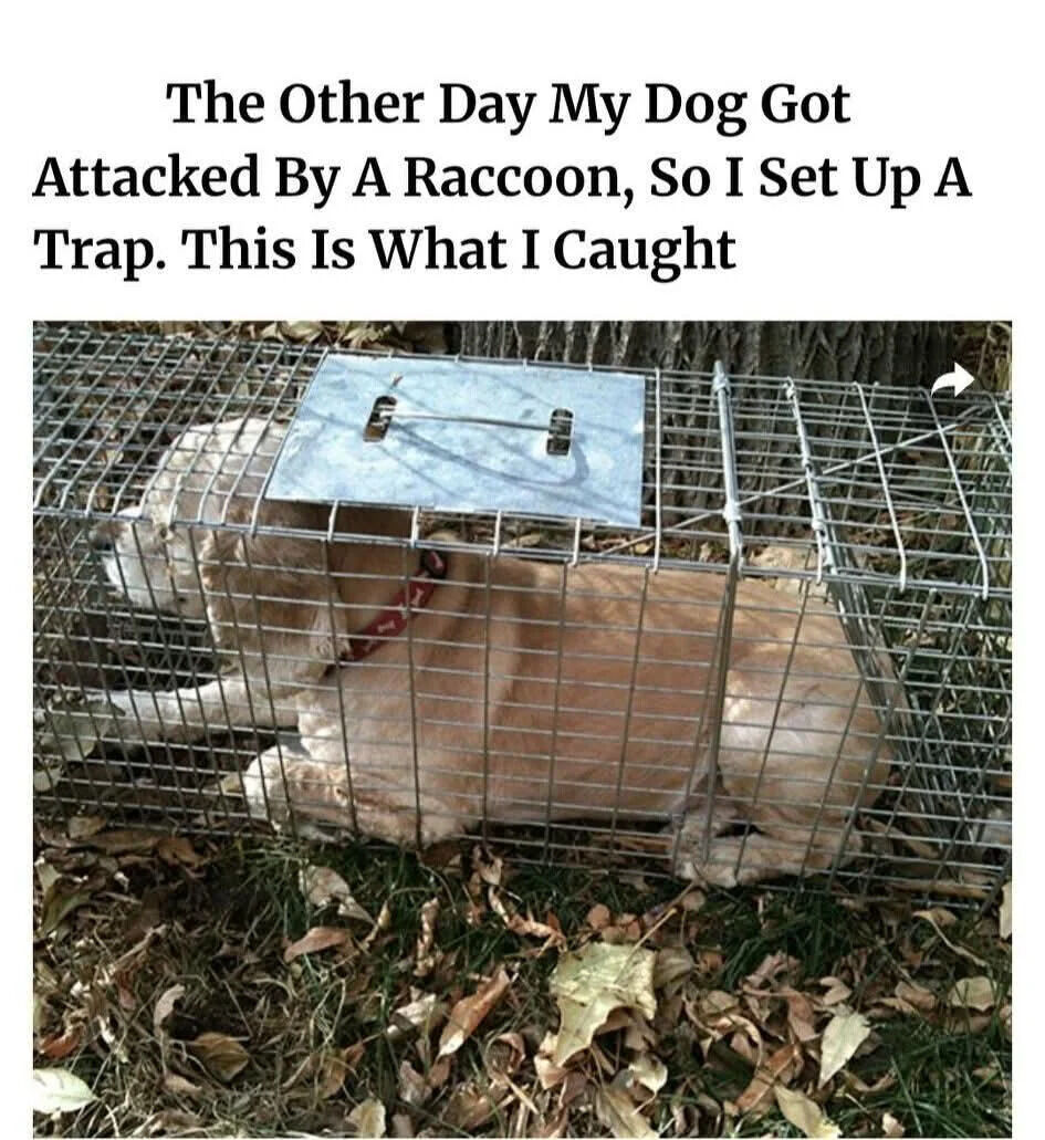 WholesomeMemes tweet media