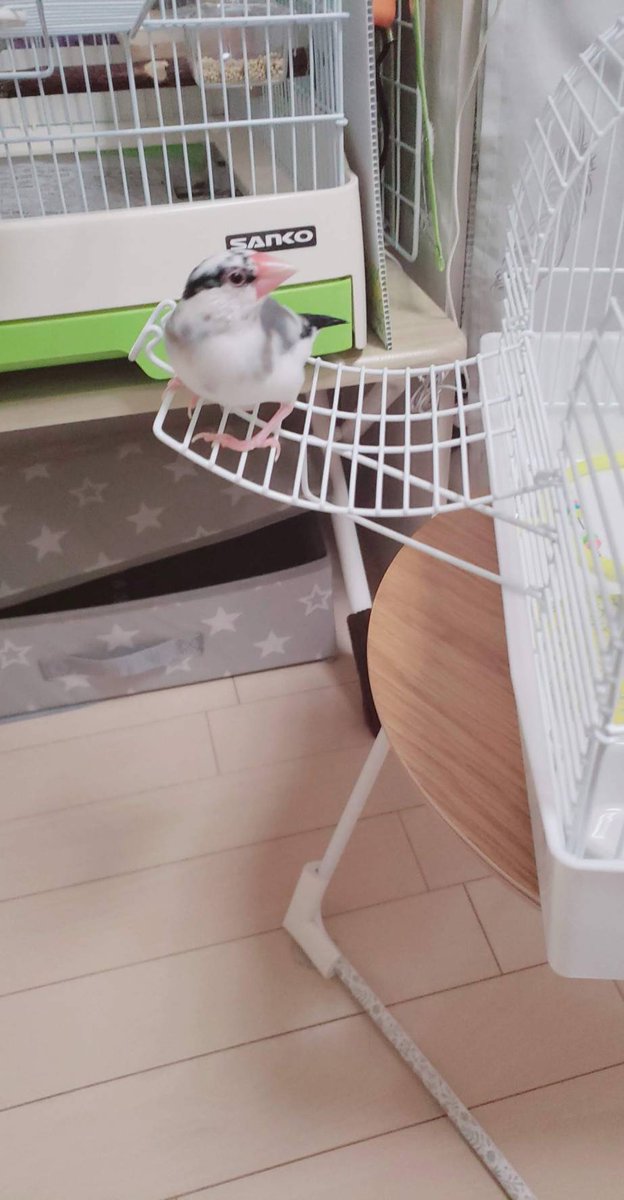 RXPIKO's tweet photo. 2020/1/20
キャリー慣らし保育中の鈴ちゃん https://t.co/660yB6Ia3D