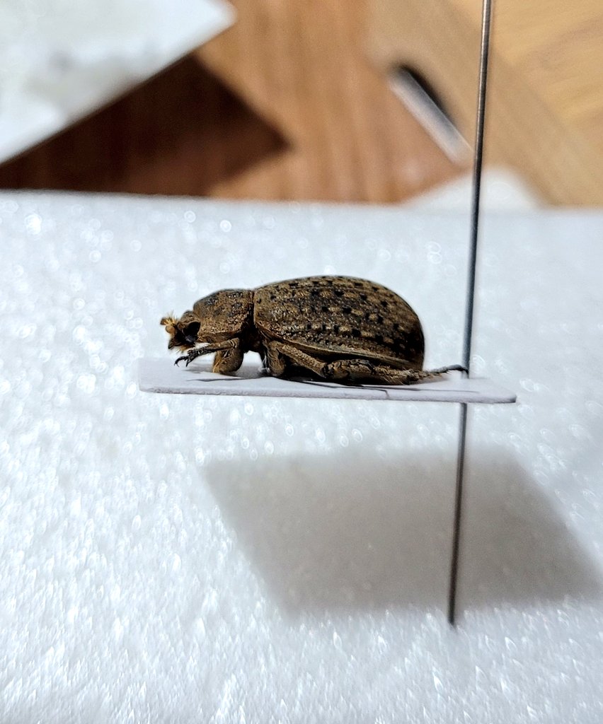 coll.col tweet media