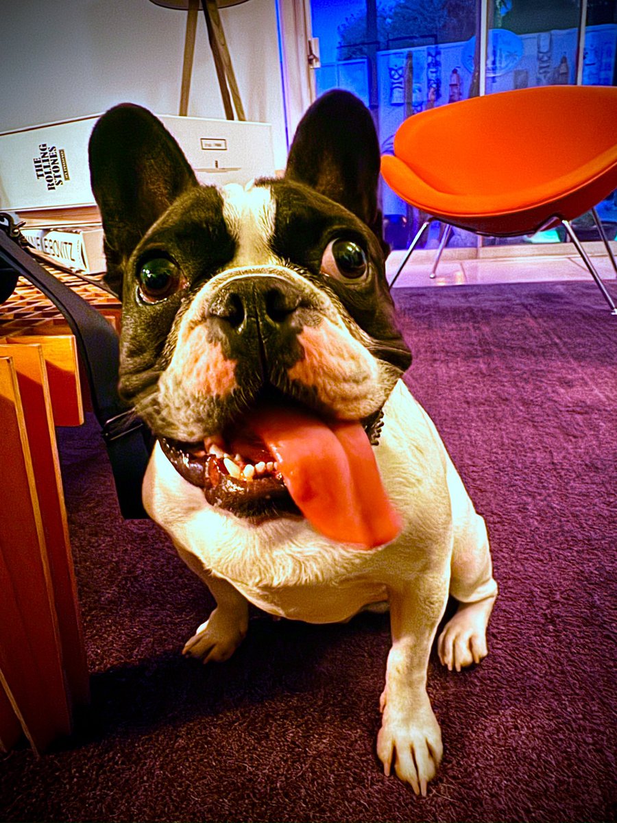 jasunmark68's tweet photo. Grover. https://t.co/feTfi50408
