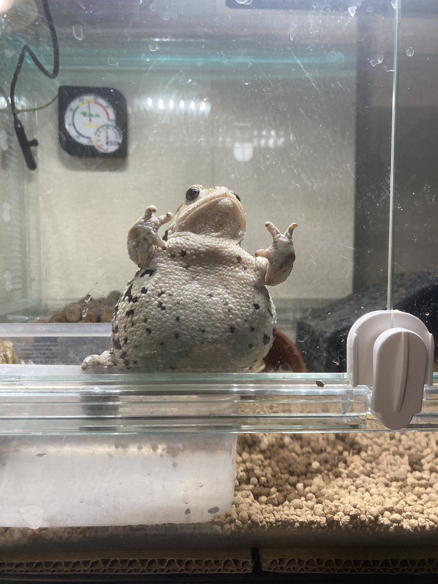 ちゃちゃん＊カエル生活 tweet media