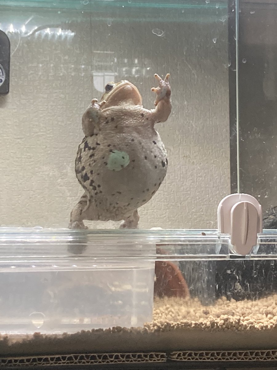 ちゃちゃん＊カエル生活 tweet media