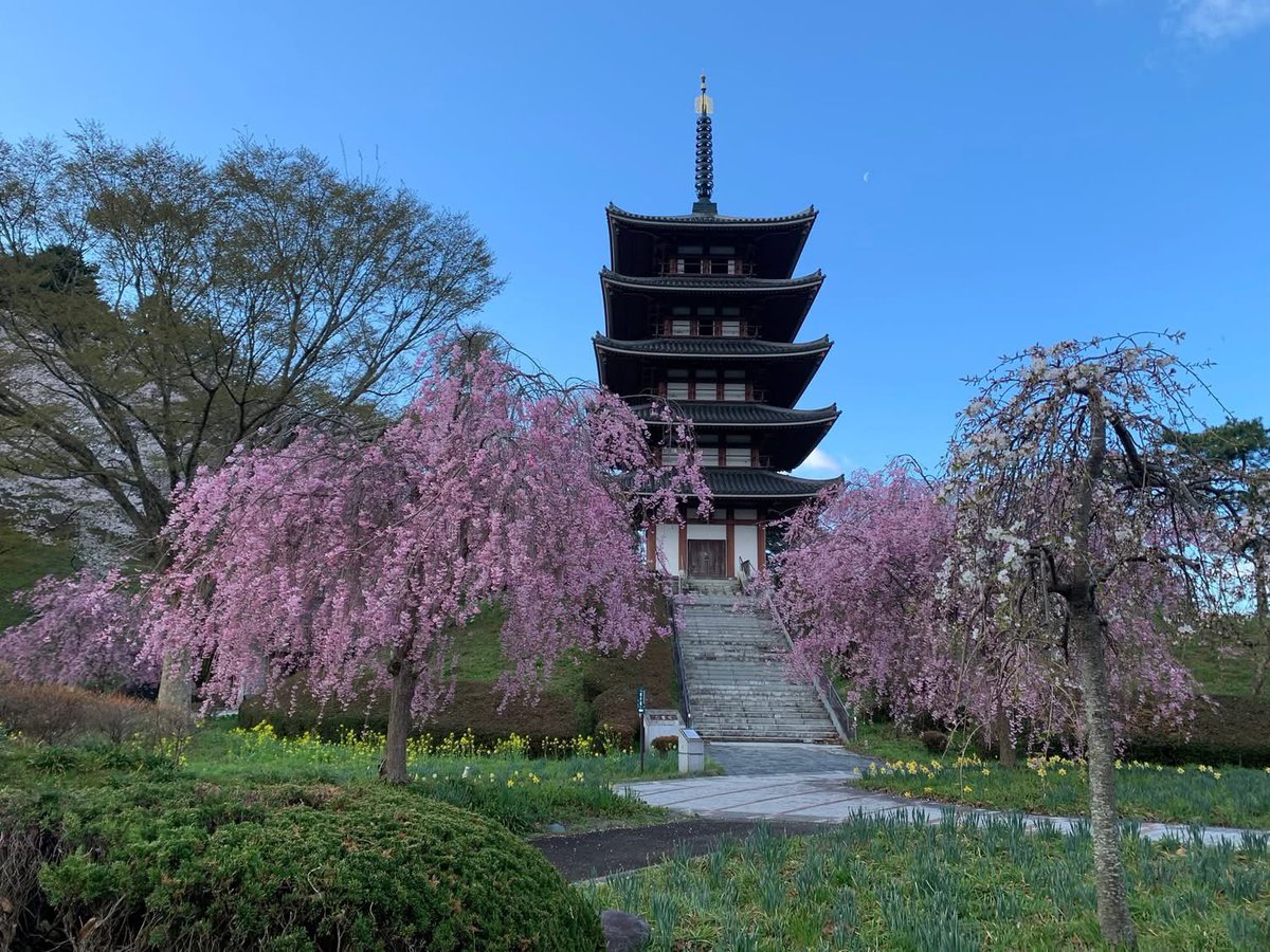 adatigaharakeik's tweet photo. 安達ヶ原公園は桜の名所です。今年はもう散り始めとなりました。
私は公園の裏側（北側）から��景観が好きです。ふるさと村もありますが、水田と畑が広がり、子供の頃に農作業を手伝いながら眺めた風景です。
ふるさと村の五重塔と古民家、水車が昔の景観を作り出しています。 https://t.co/nWb7q45u8U