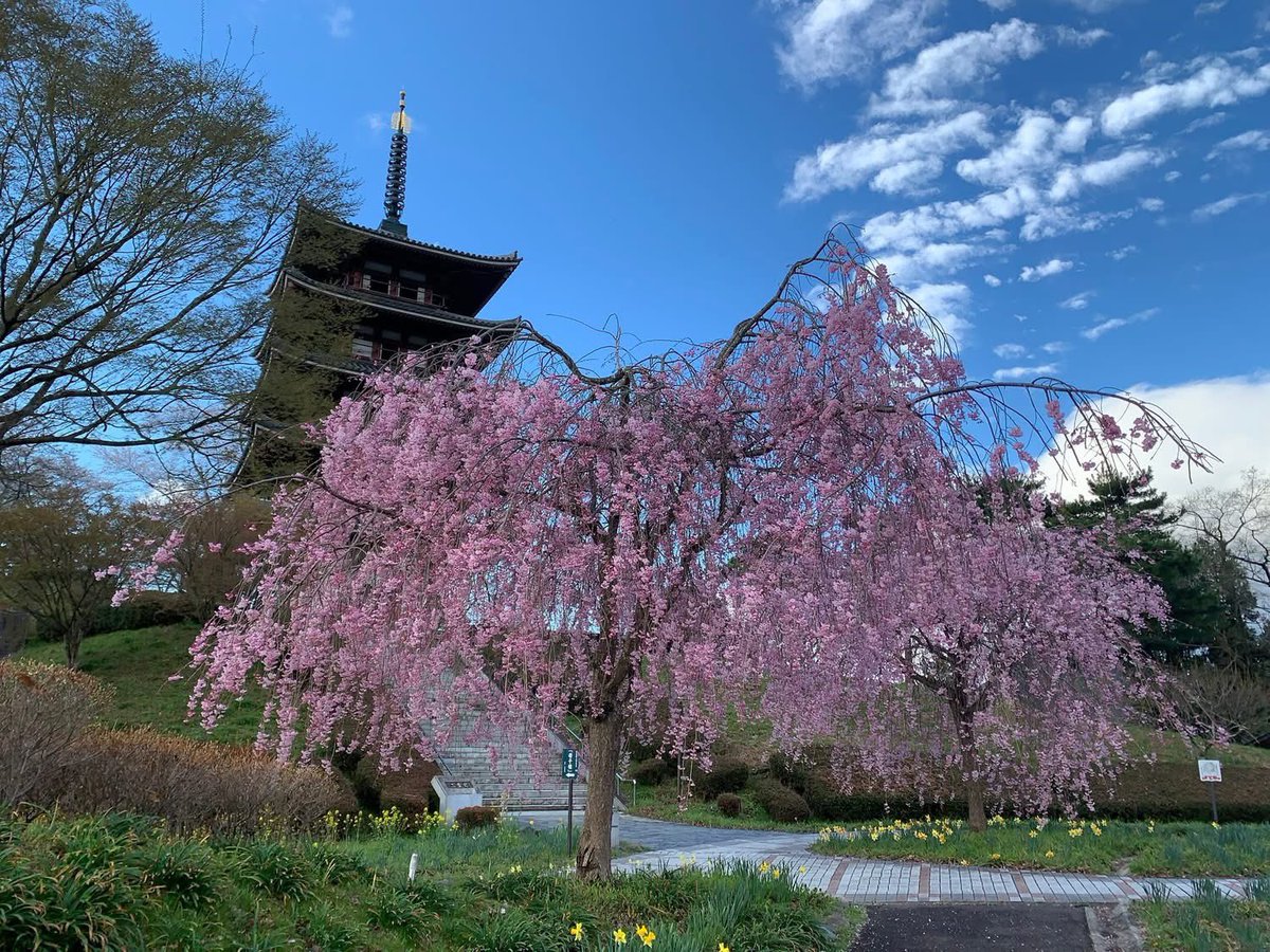 adatigaharakeik's tweet photo. 安達ヶ原公園は桜の名所です。今年はもう散り始めとなりました。
私は公園の裏側（北側）から��景観が好きです。ふるさと村もありますが、水田と畑が広がり、子供の頃に農作業を手伝いながら眺めた風景です。
ふるさと村の五重塔と古民家、水車が昔の景観を作り出しています。 https://t.co/nWb7q45u8U
