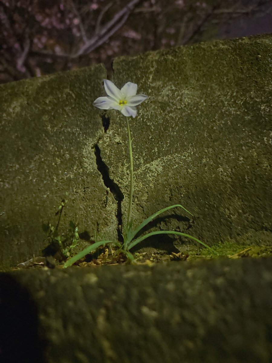 ウルフฅ˙Ⱉ˙ฅ tweet media