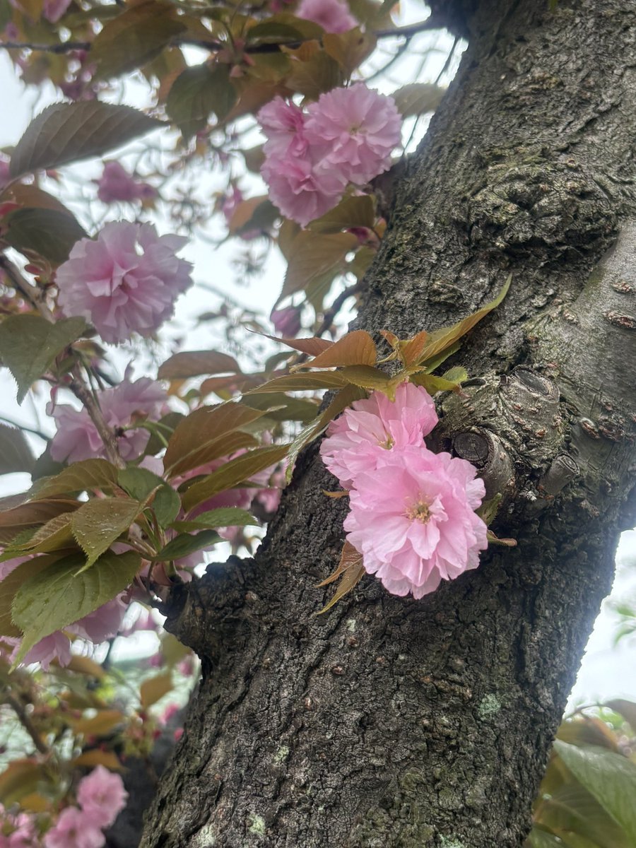 sachi__mti's tweet image. 🧸おはよぉ🤍
#さちもに 

にちよーび🌸
今日もステキないちにちを…·͜·ᰔᩚ

最近ずーっとピンク🎀💕💓💗

#pink #ピンクムーン
ピンクモード🤭💟