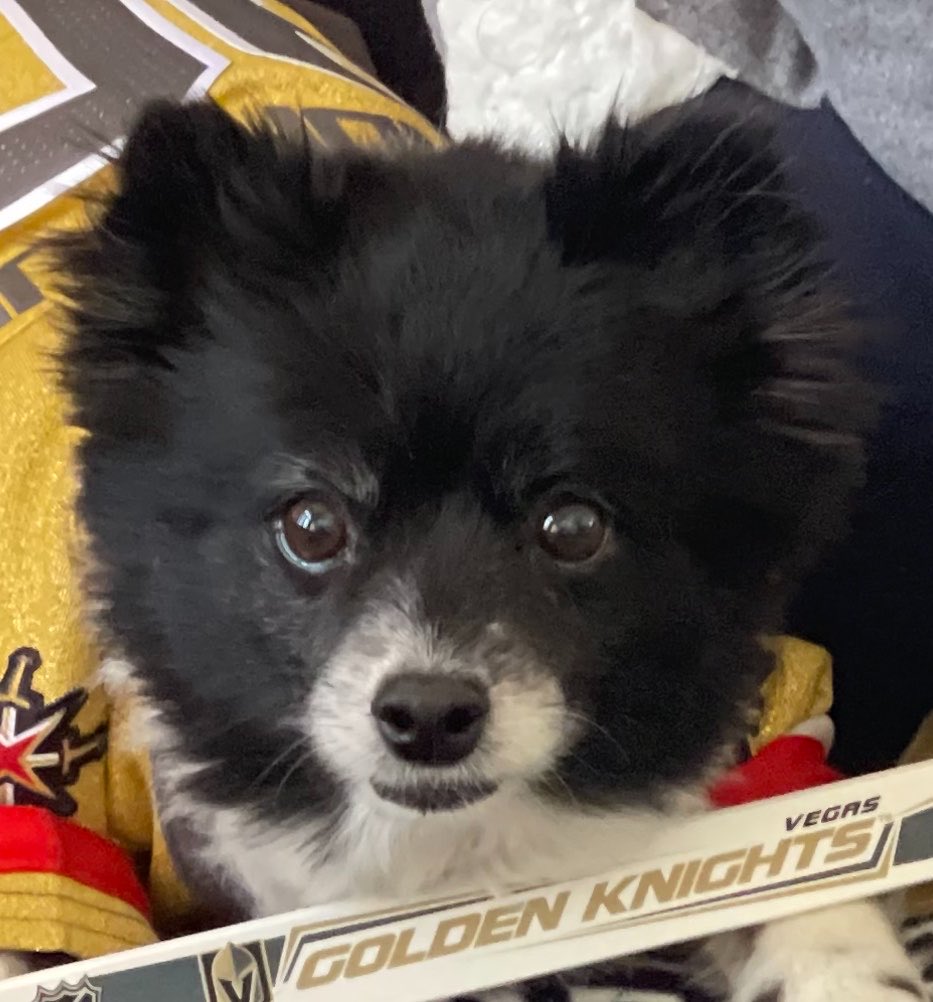 x-Lola The VGK Panda Pup ❤️🐼🐶 tweet media