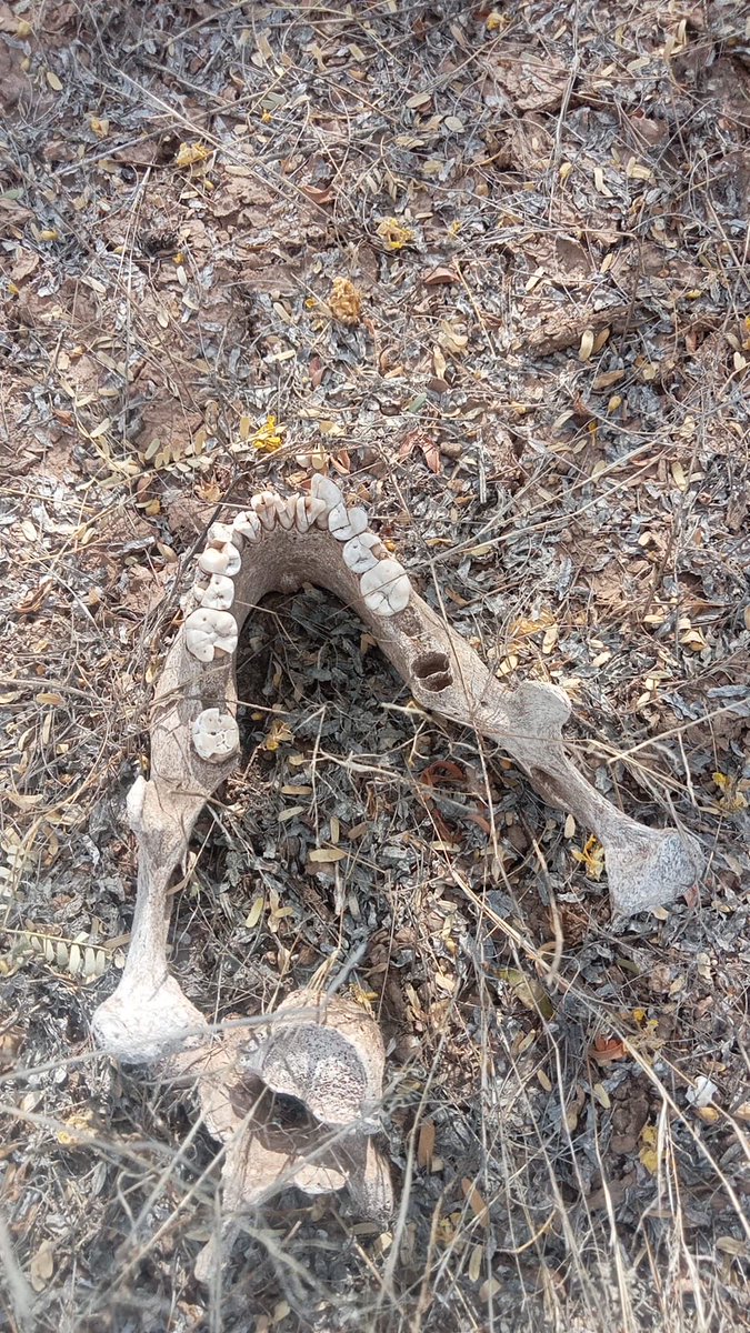 michelleriveraa's tweet image. 🔴 #SONORA El Colectivo @MadresBuscan continúa encontrando restos humanos sobre la Carretera 26, km 41 en #Hermosillo. “Le hemos llamado la Carretera de la Muerte” mencionó @CeciPatriciaF, por las decenas de personas que ha encontrado en esa zona en los últimos meses

Las