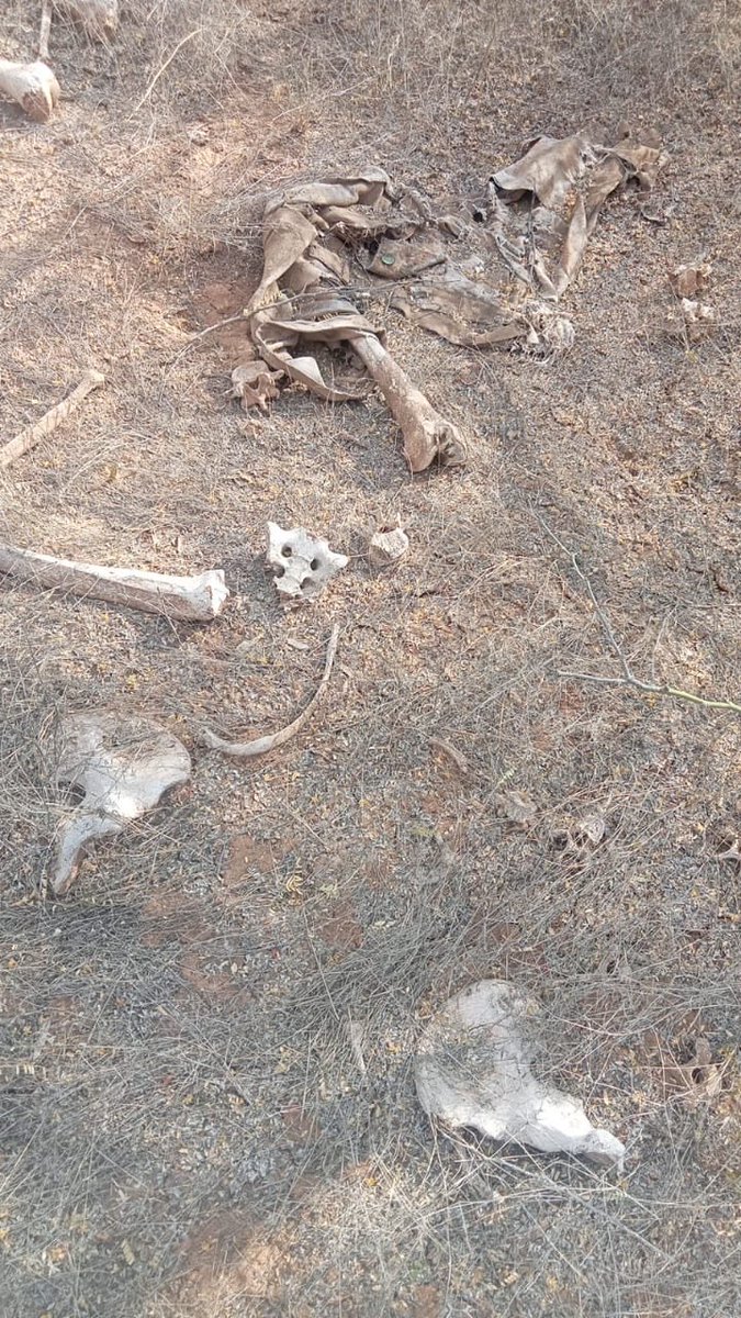 michelleriveraa's tweet image. 🔴 #SONORA El Colectivo @MadresBuscan continúa encontrando restos humanos sobre la Carretera 26, km 41 en #Hermosillo. “Le hemos llamado la Carretera de la Muerte” mencionó @CeciPatriciaF, por las decenas de personas que ha encontrado en esa zona en los últimos meses

Las