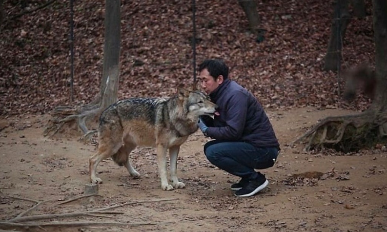 kimberrynice's tweet photo. 오월드 탈출 늑대 평소 모습인데...
아니 그냥 커다란 강아지 아니냐고🐺😭

사람들도 늑대도 다치지 않게 
무사히 구조됐다는 소식 빨리 들려왔으면 좋겠어요 https://t.co/gUQvfVwDkH