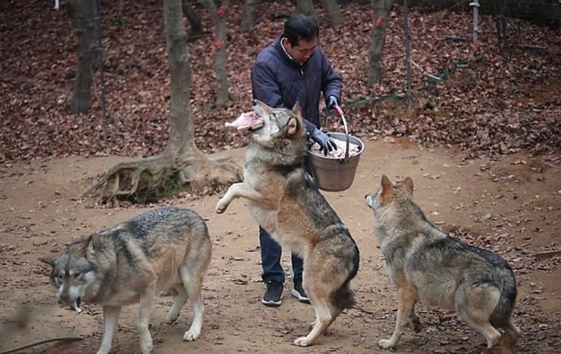 kimberrynice's tweet photo. 오월드 탈출 늑대 평소 모습인데...
아니 그냥 커다란 강아지 아니냐고🐺😭

사람들도 늑대도 다치지 않게 
무사히 구조됐다는 소식 빨리 들려왔으면 좋겠어요 https://t.co/gUQvfVwDkH